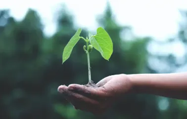 Pousse de plante dans un main