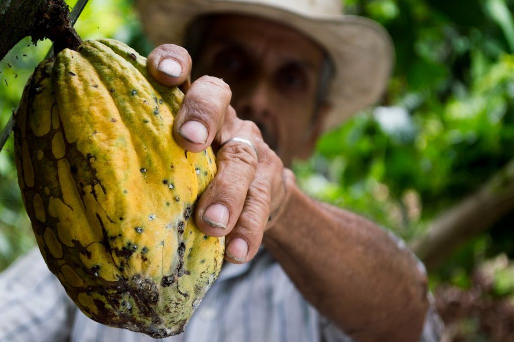 Photo d'un cultivateur de cacao en train de cueillir une cabosse avec une machette