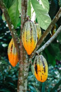 Photo de trois cabosse de cacao, elle sont encore accroché dans l'arbres qui montre ce que c'est une cabosse de cacao