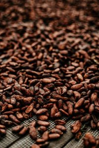 Photo de fève de cacao en train d'étre séché
