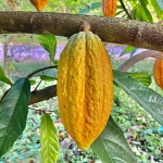 Cabosse de cacao