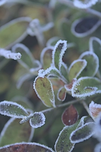 Renouveau de la nature gelé